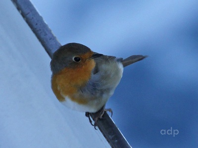 Robin (Erythacus rubecula) at sea migrating, Alan Prowse